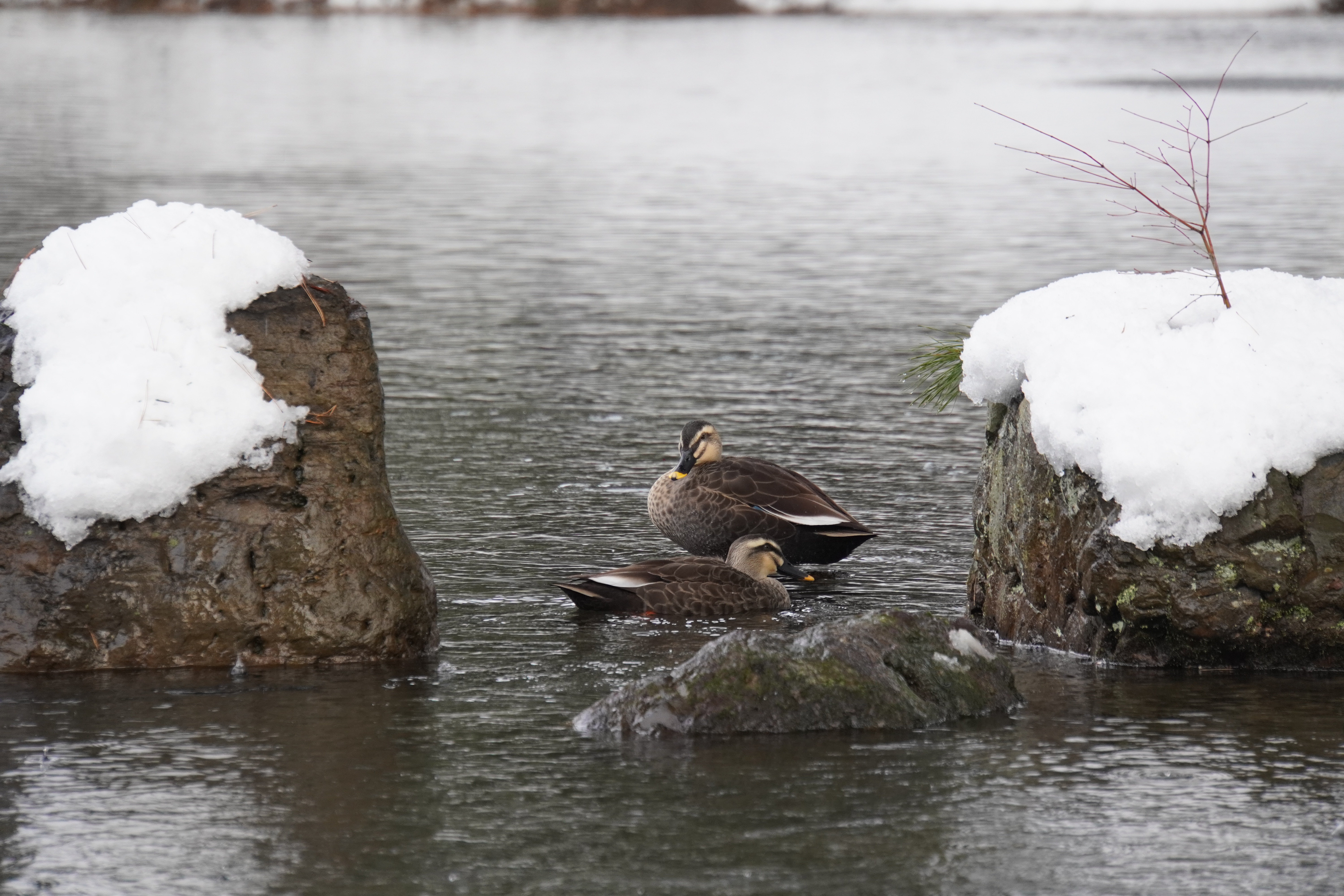 Ente im Winter