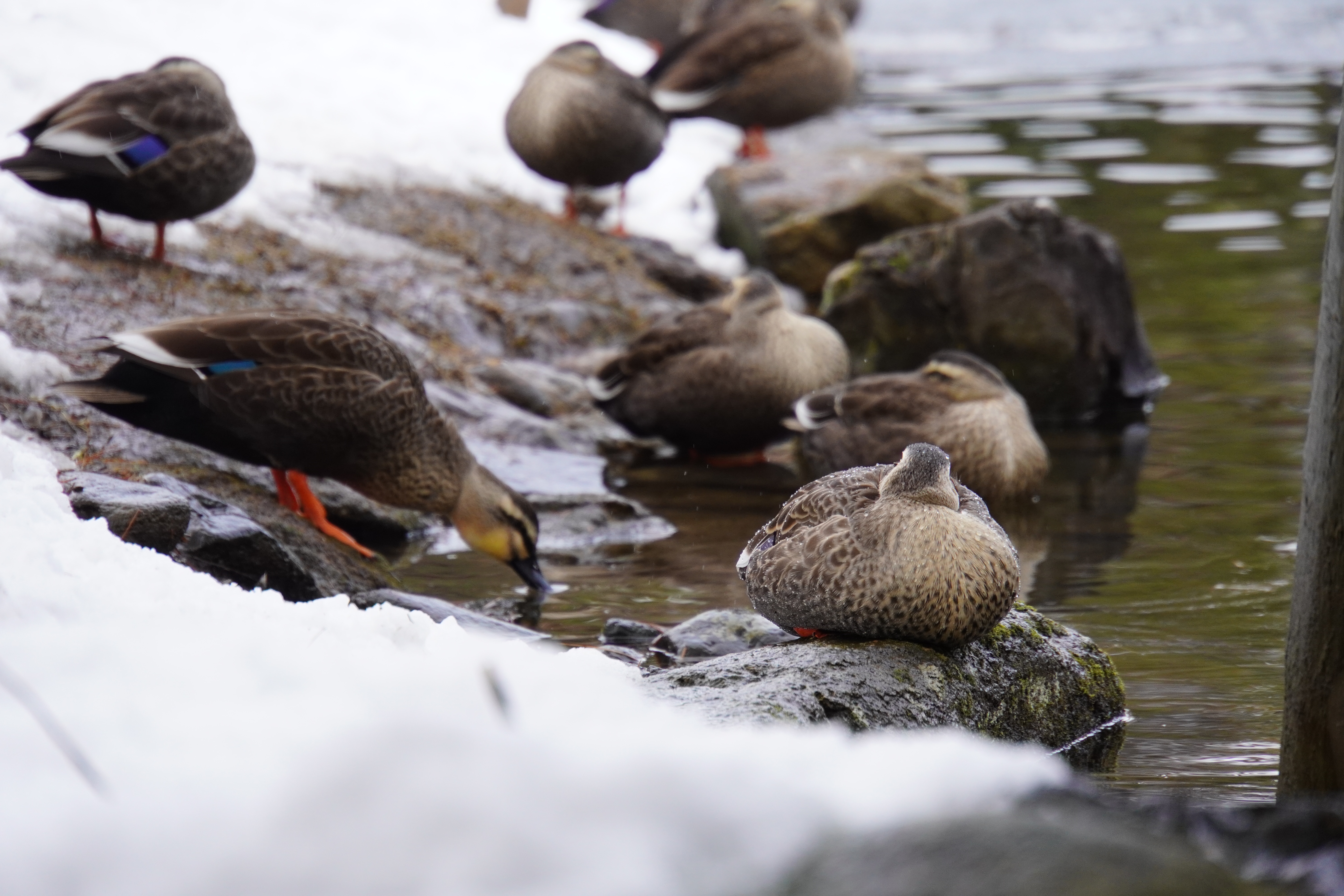 viele Enten im Winter