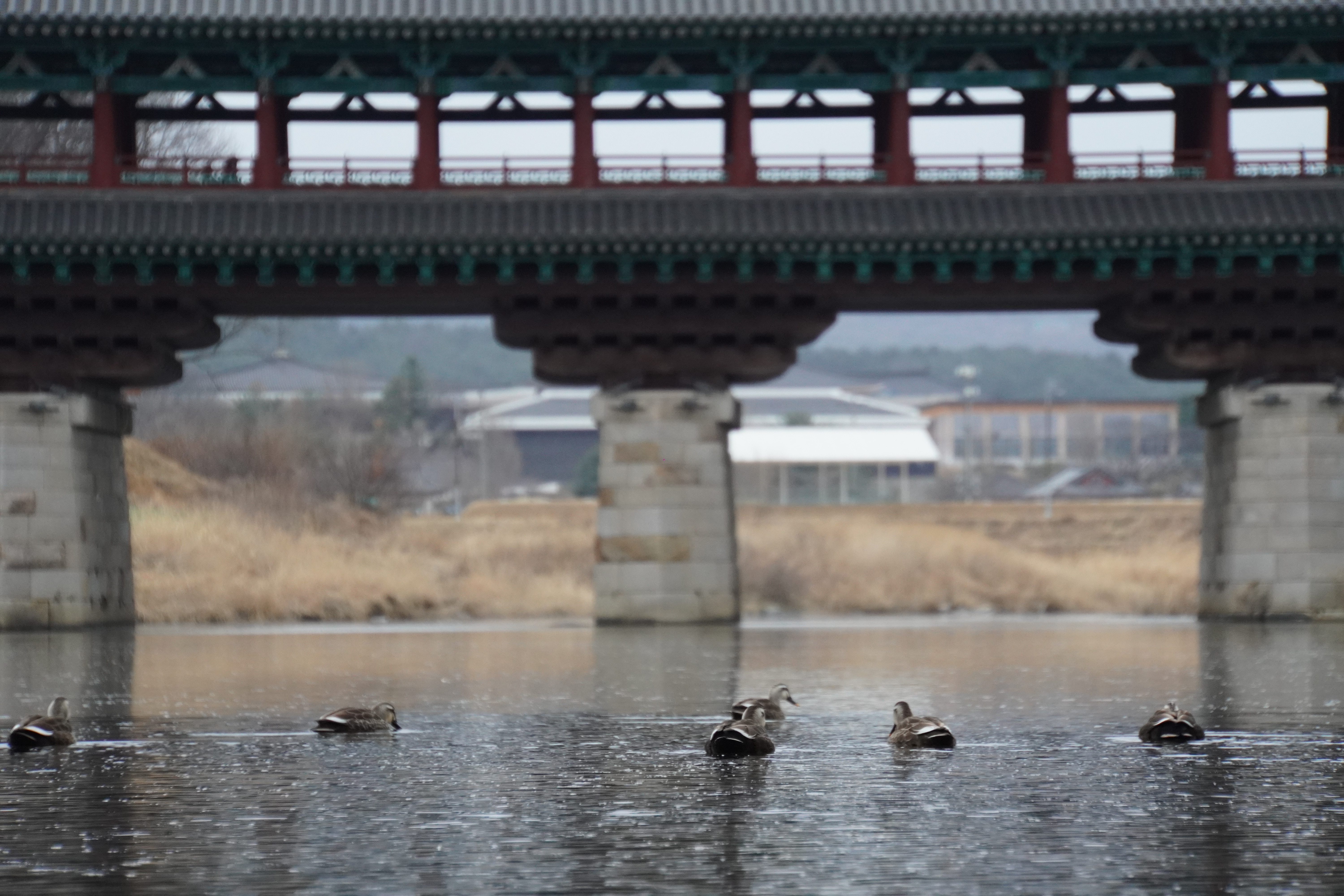 Enten vor der Brücke