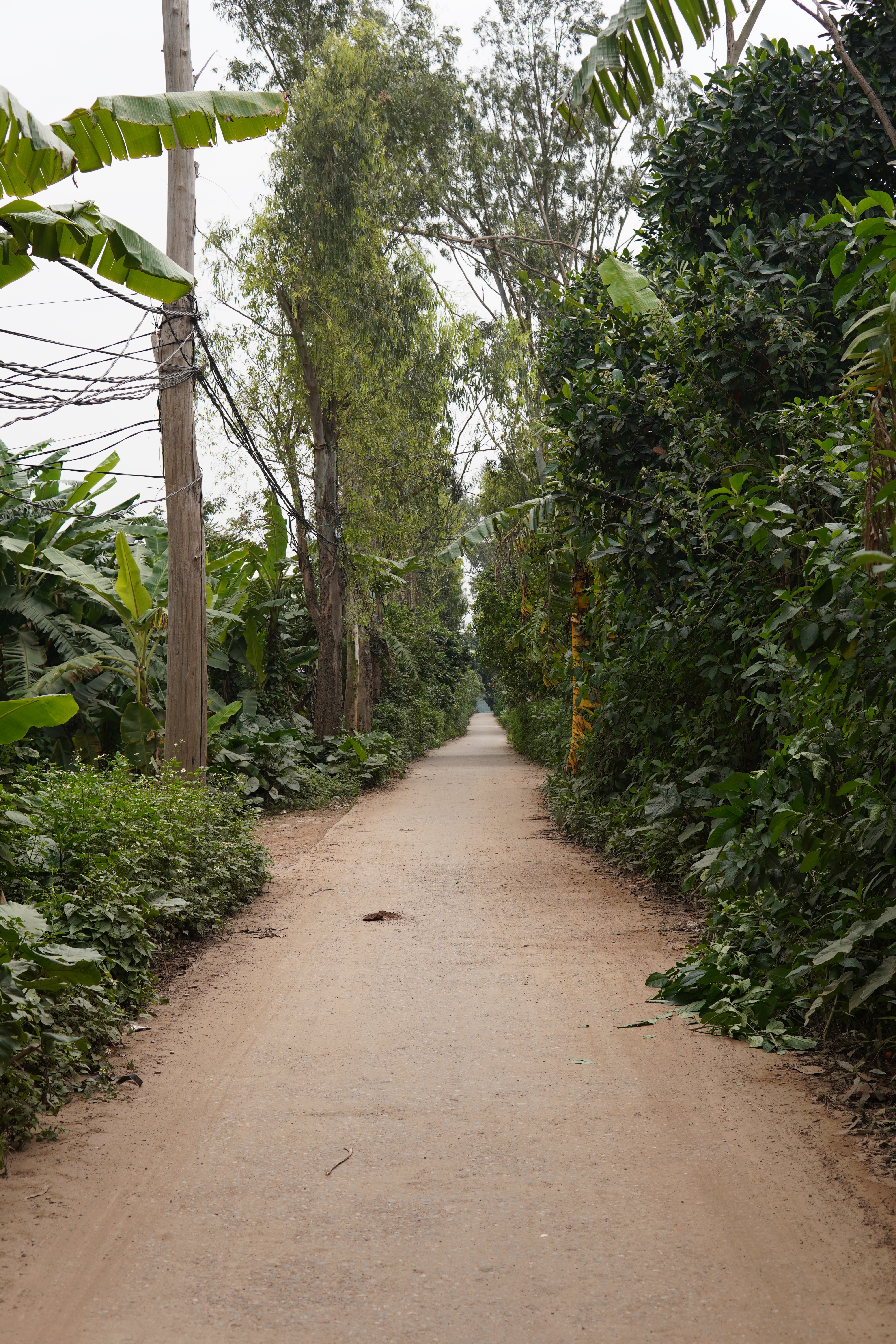 Straße durch den Urwald
