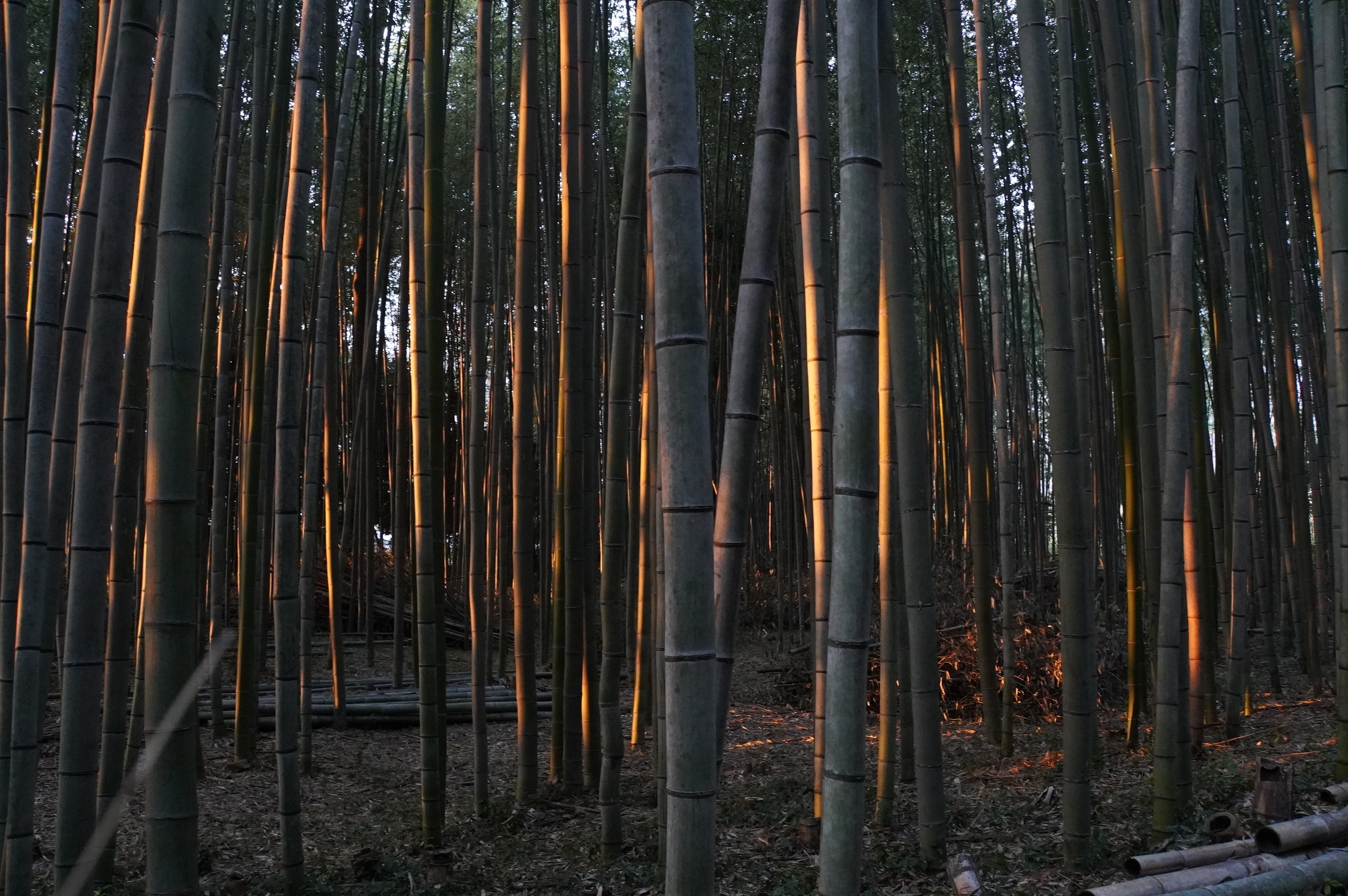 Bambuswald