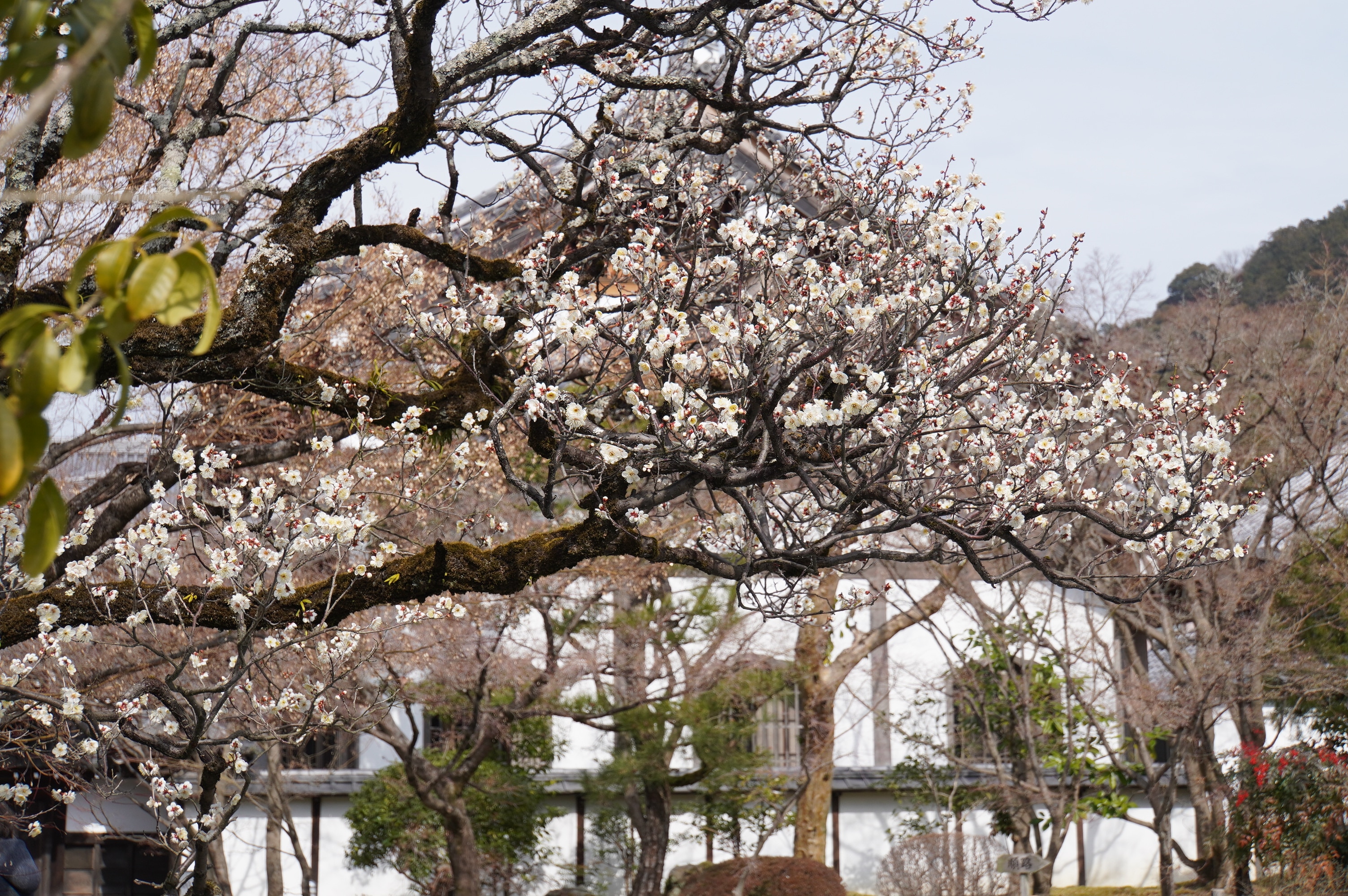 Kirschblüten vor Haus