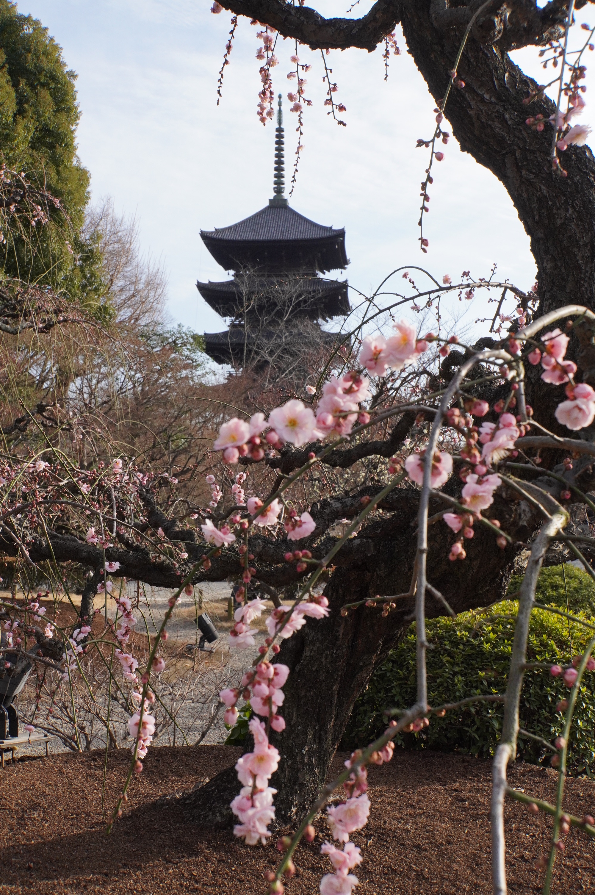 Kirschblüten vor Pagoda
