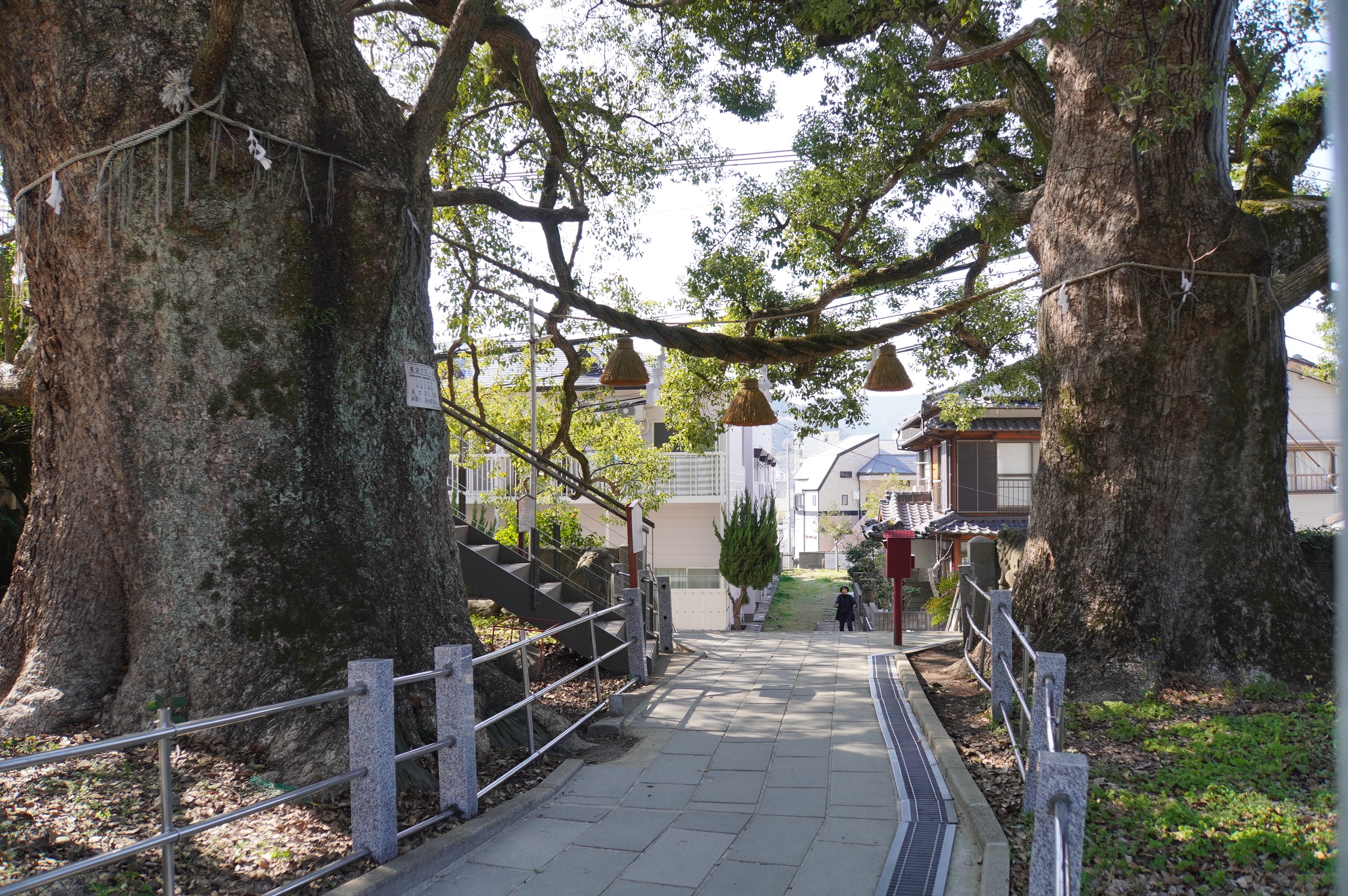 erhaltengebliebene Bäume vor dem Eingang eines Schreins