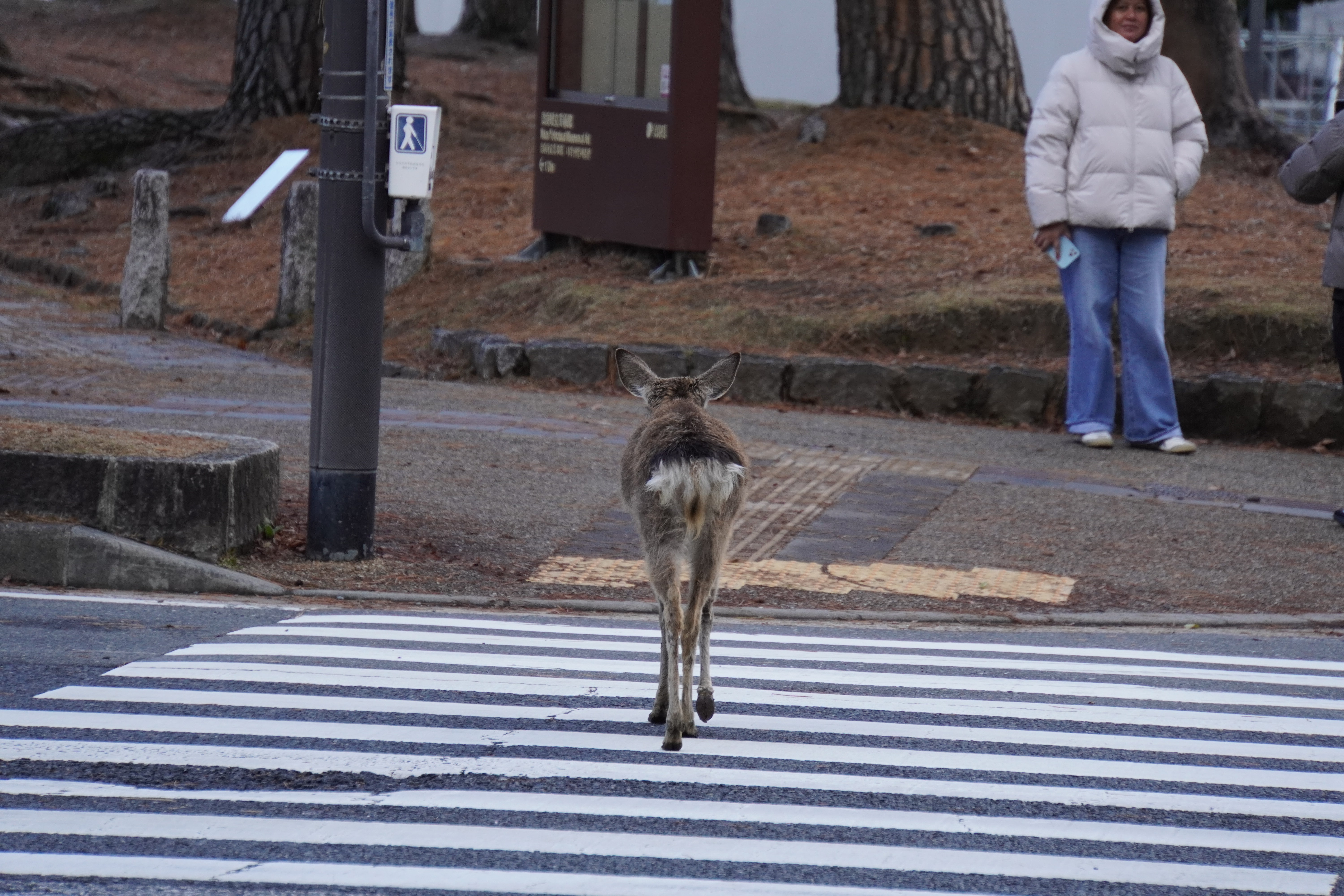 Reh auf Zebrastreifen