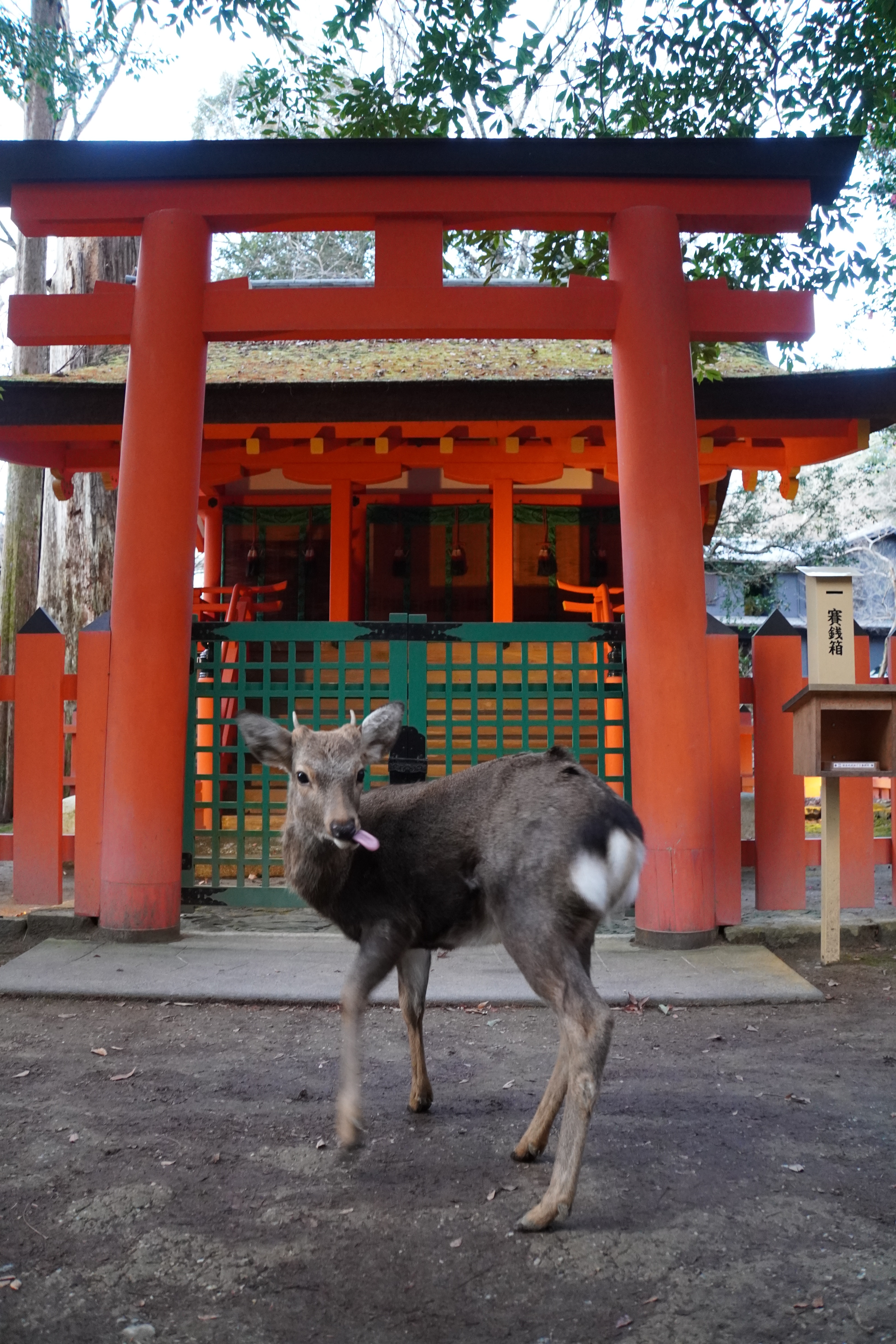 Reh vor kleinem Schrein