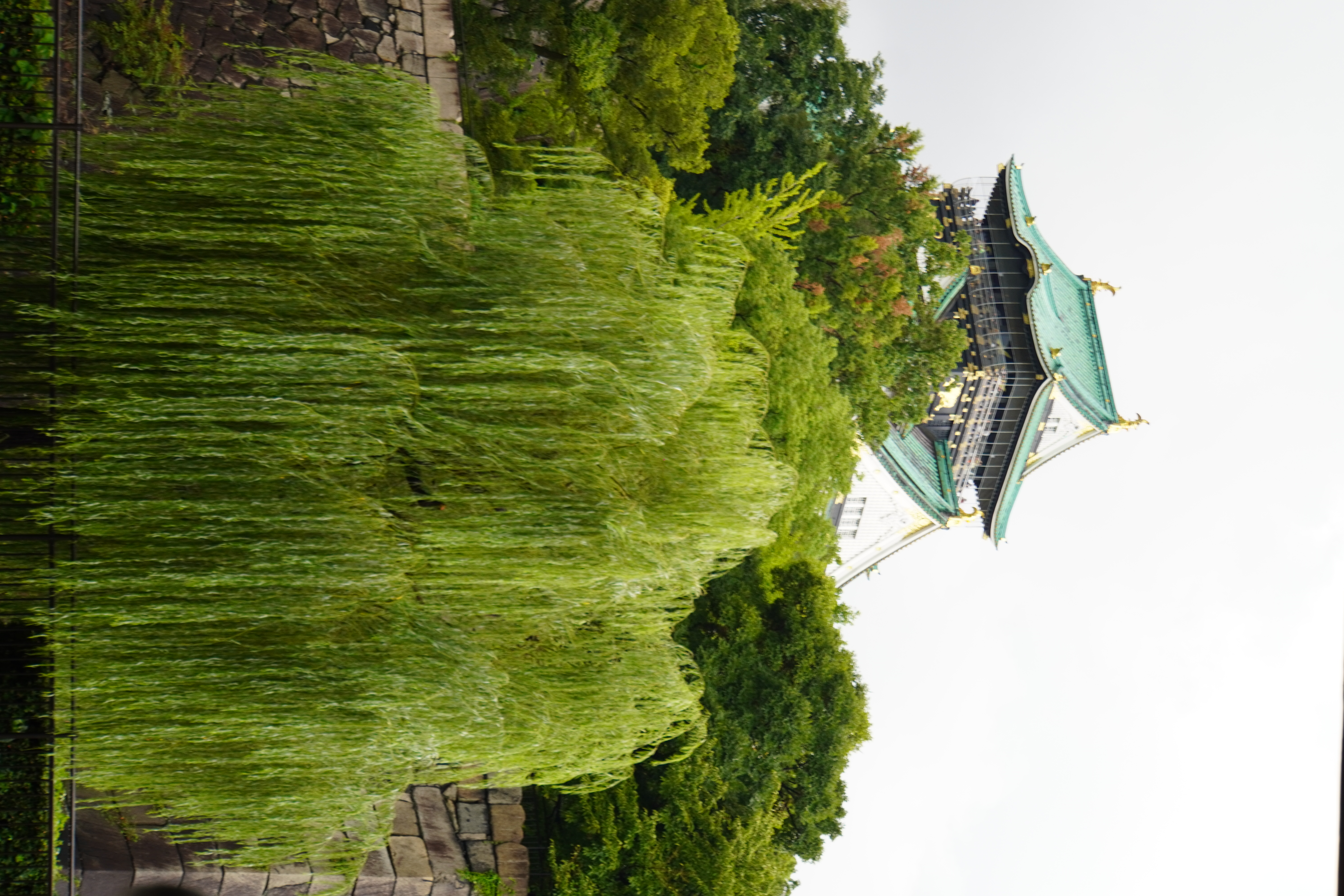 Osaka Castle mit Baum