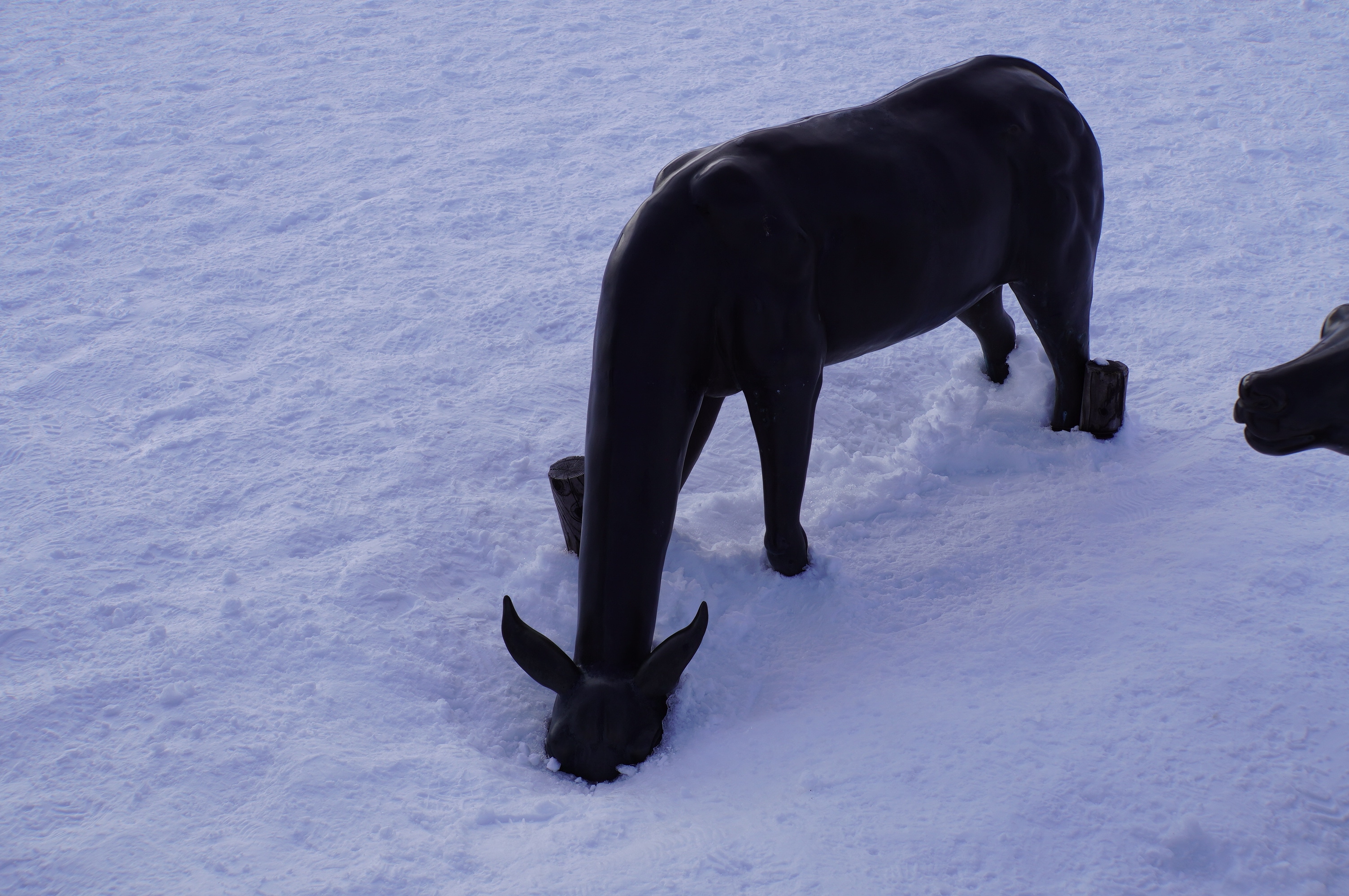 Reh steckt den Kopf in den Schnee