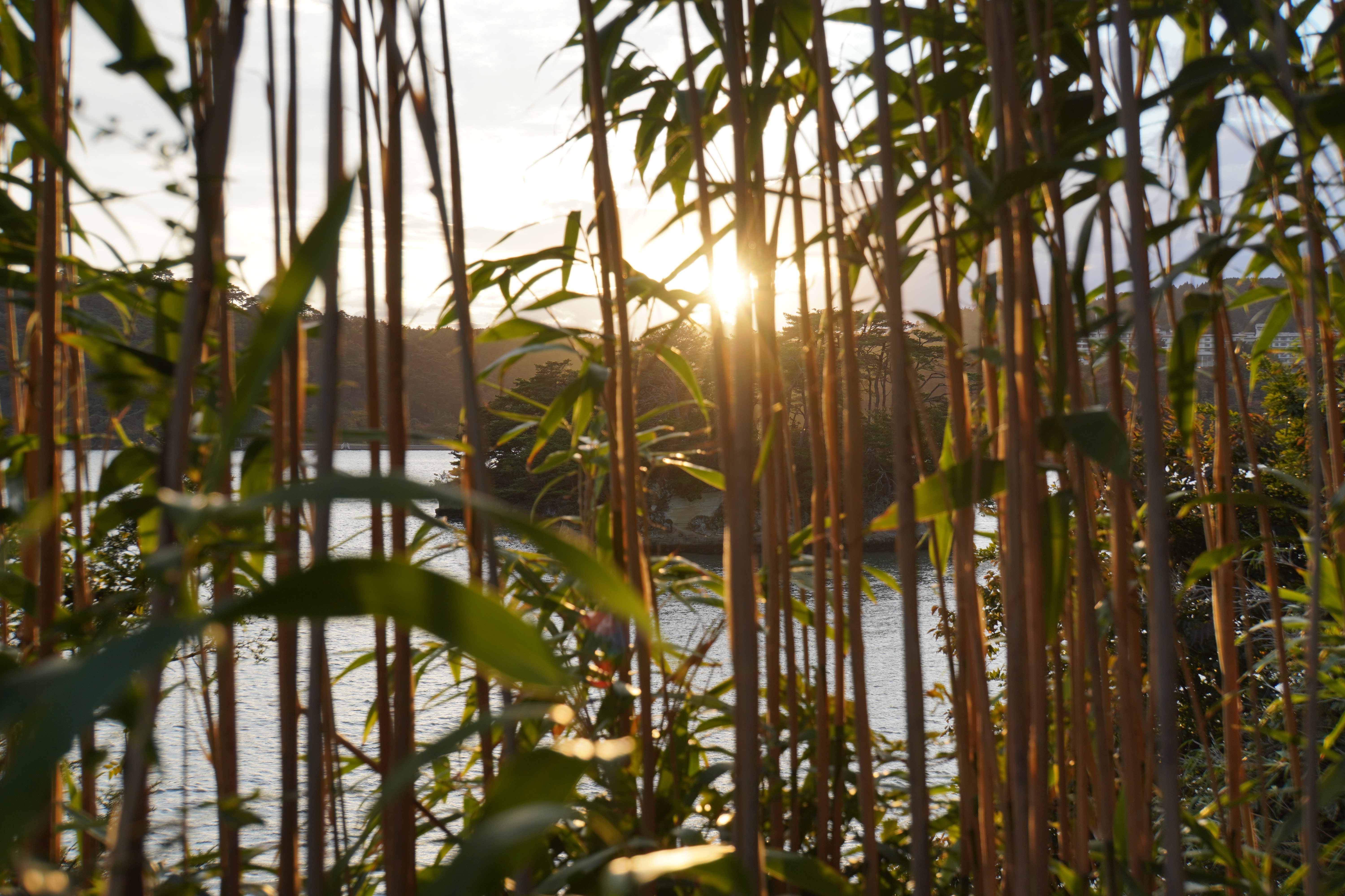 Sonne und Insel durch Bambusgestrüpp