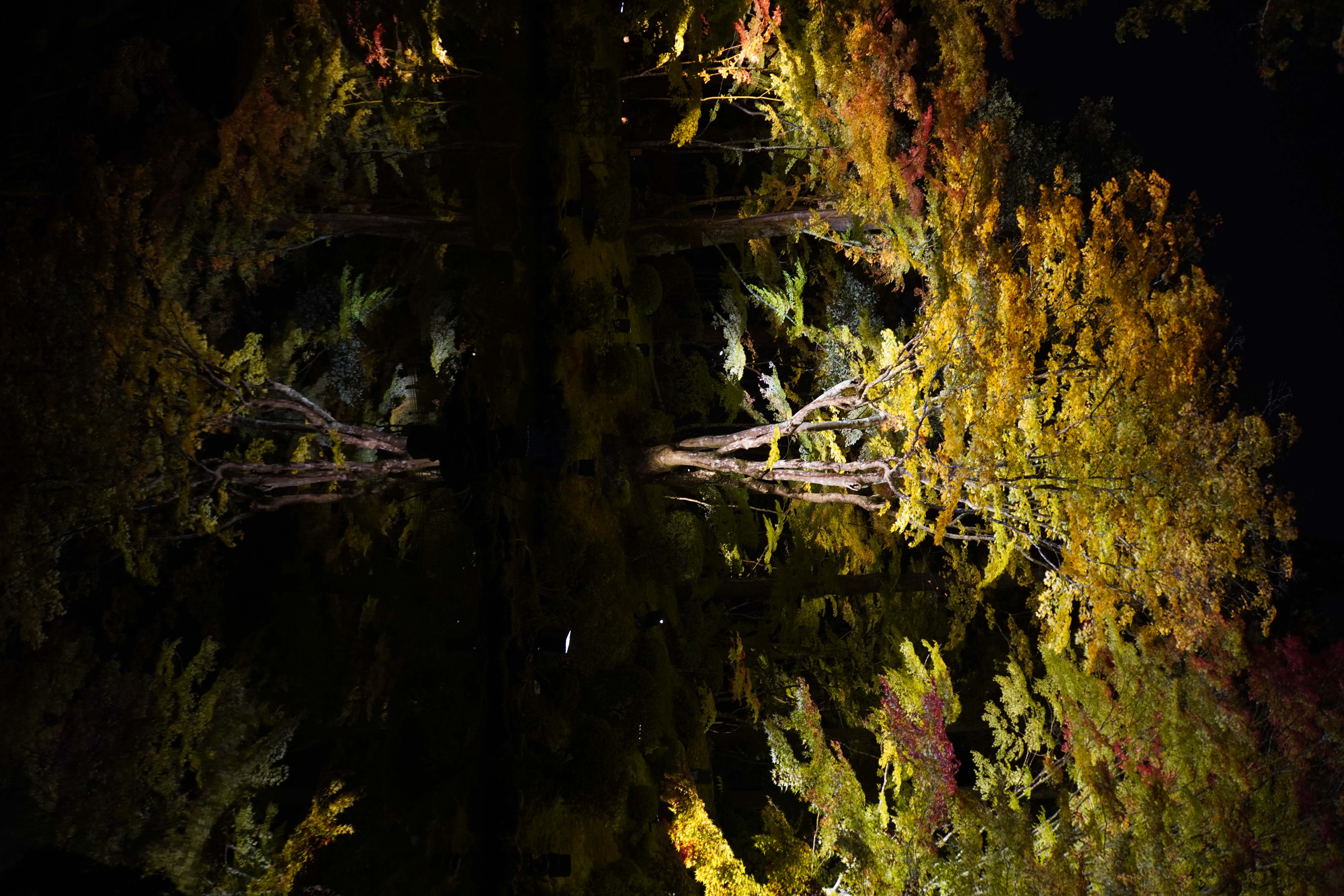 Spiegelnder Baum im Teich