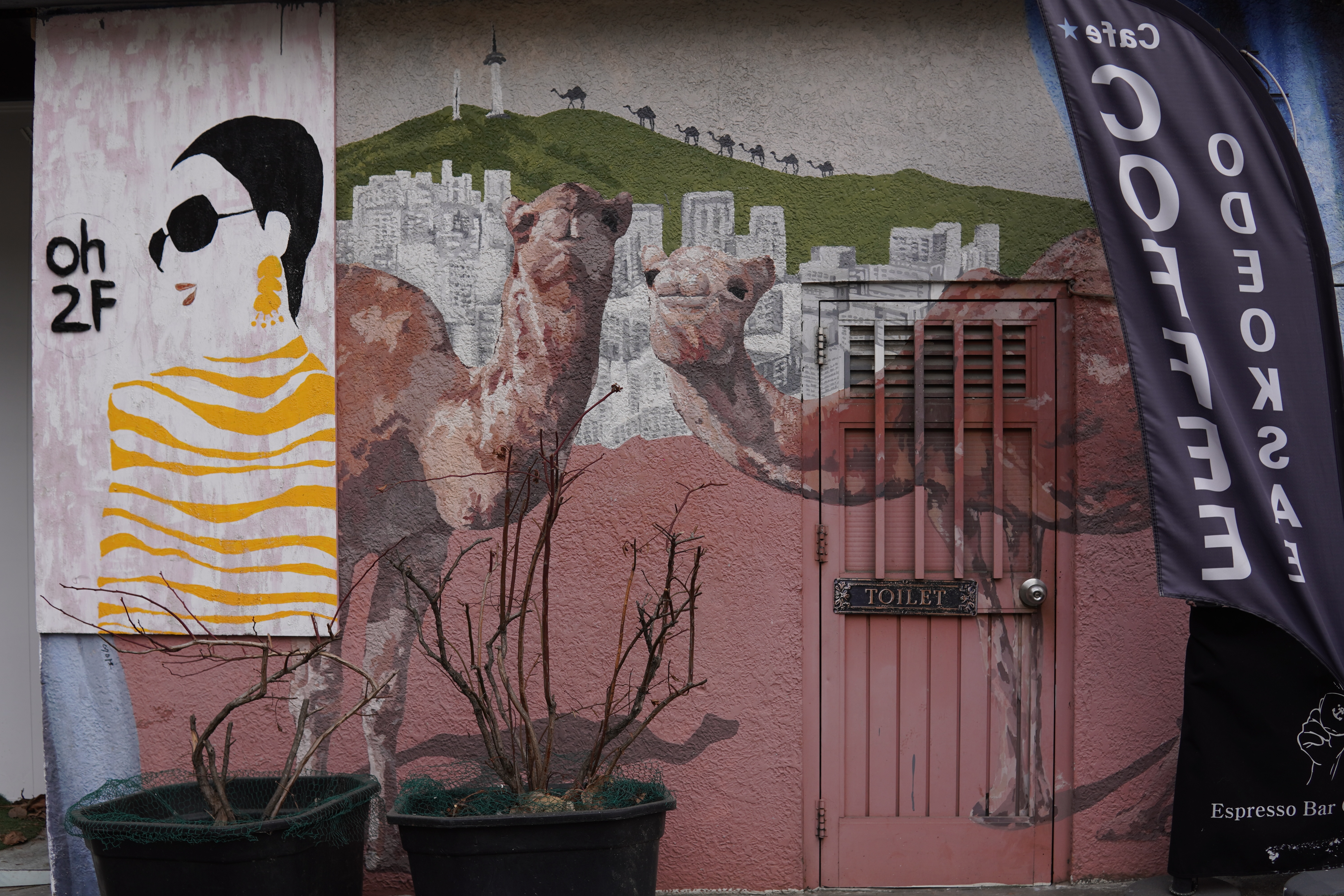 Kamele vor einem Cafe