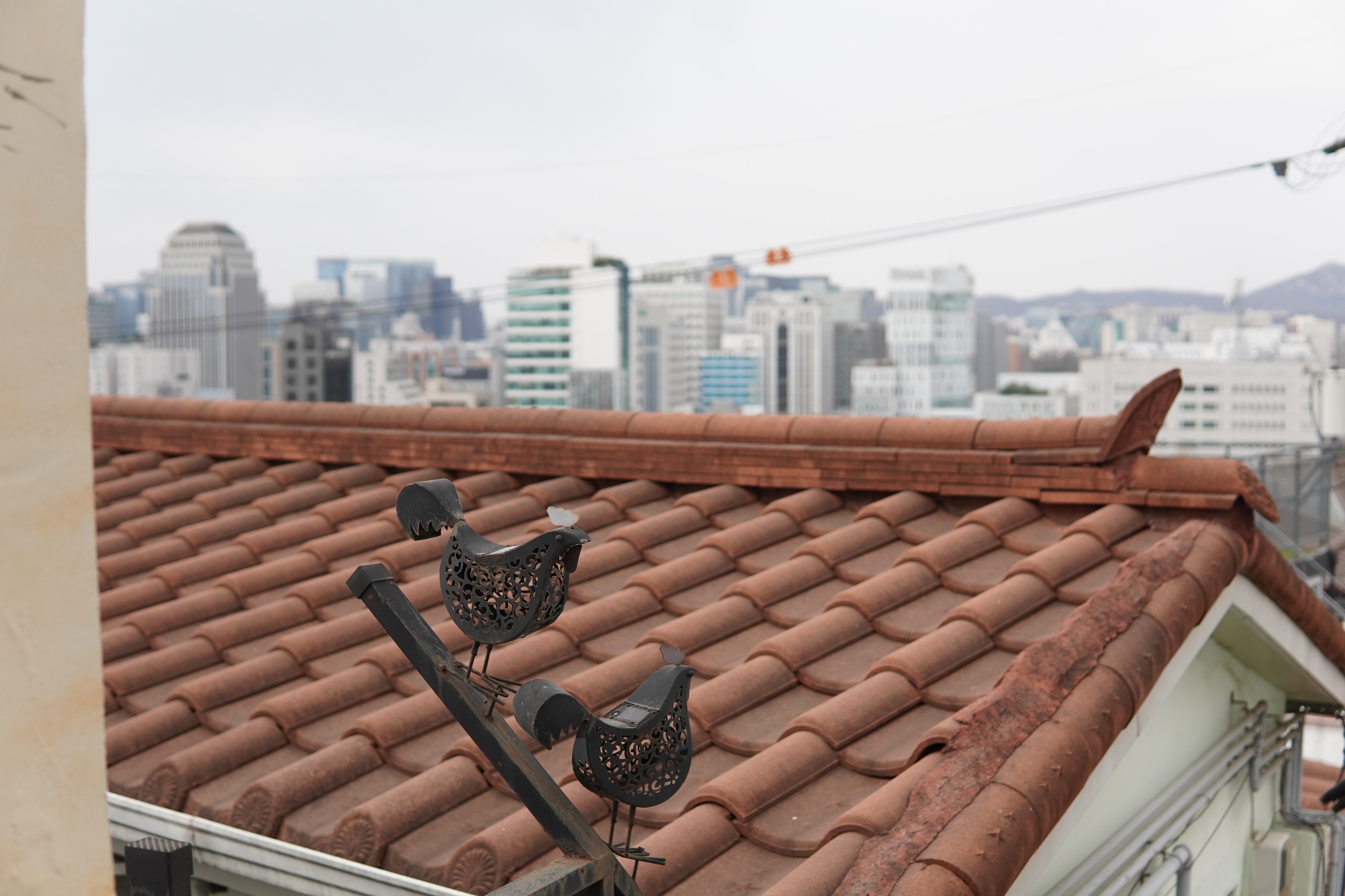 Tauben vor dem Flug in die große Stadt