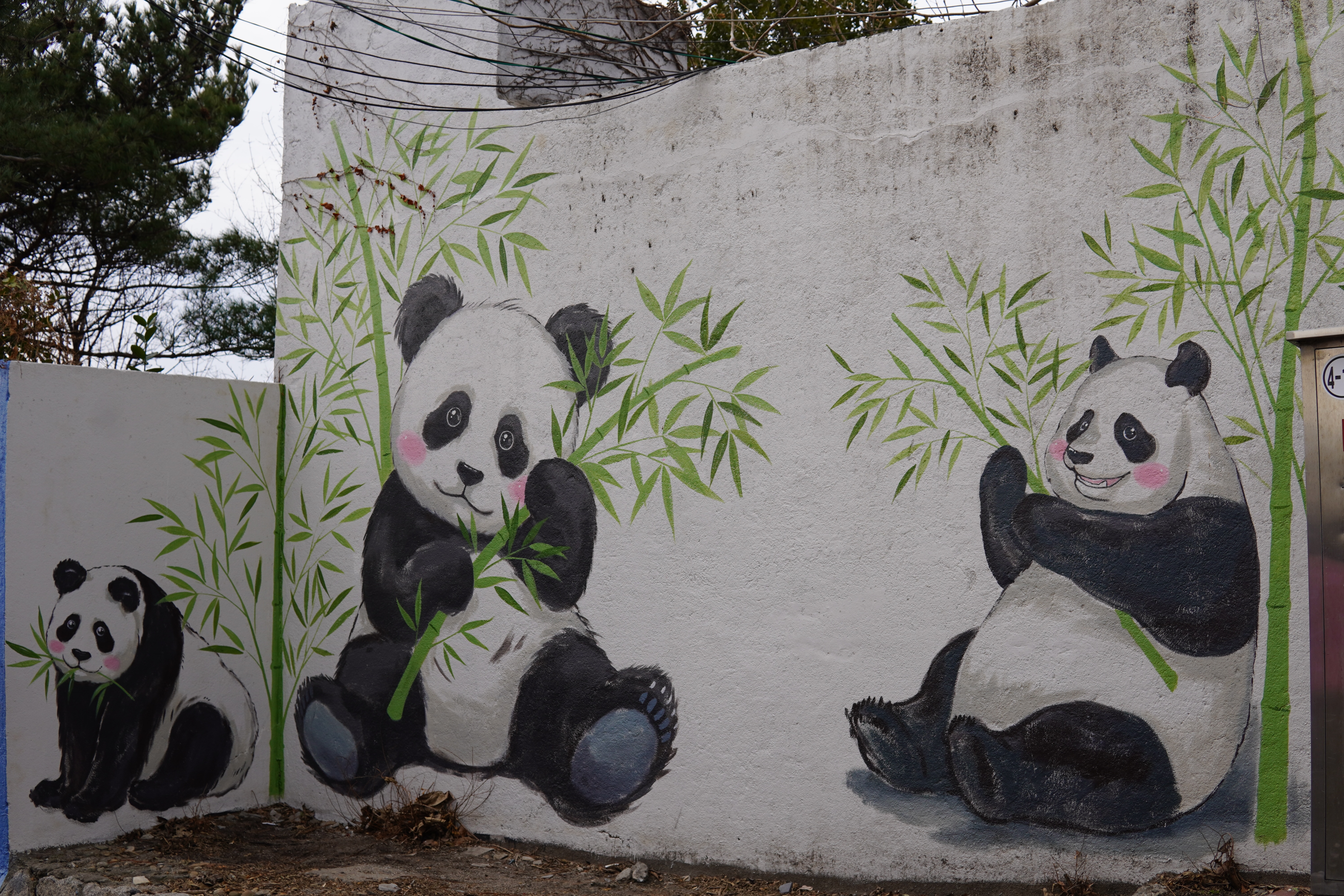 Die Pandas essen den letzten Bambus