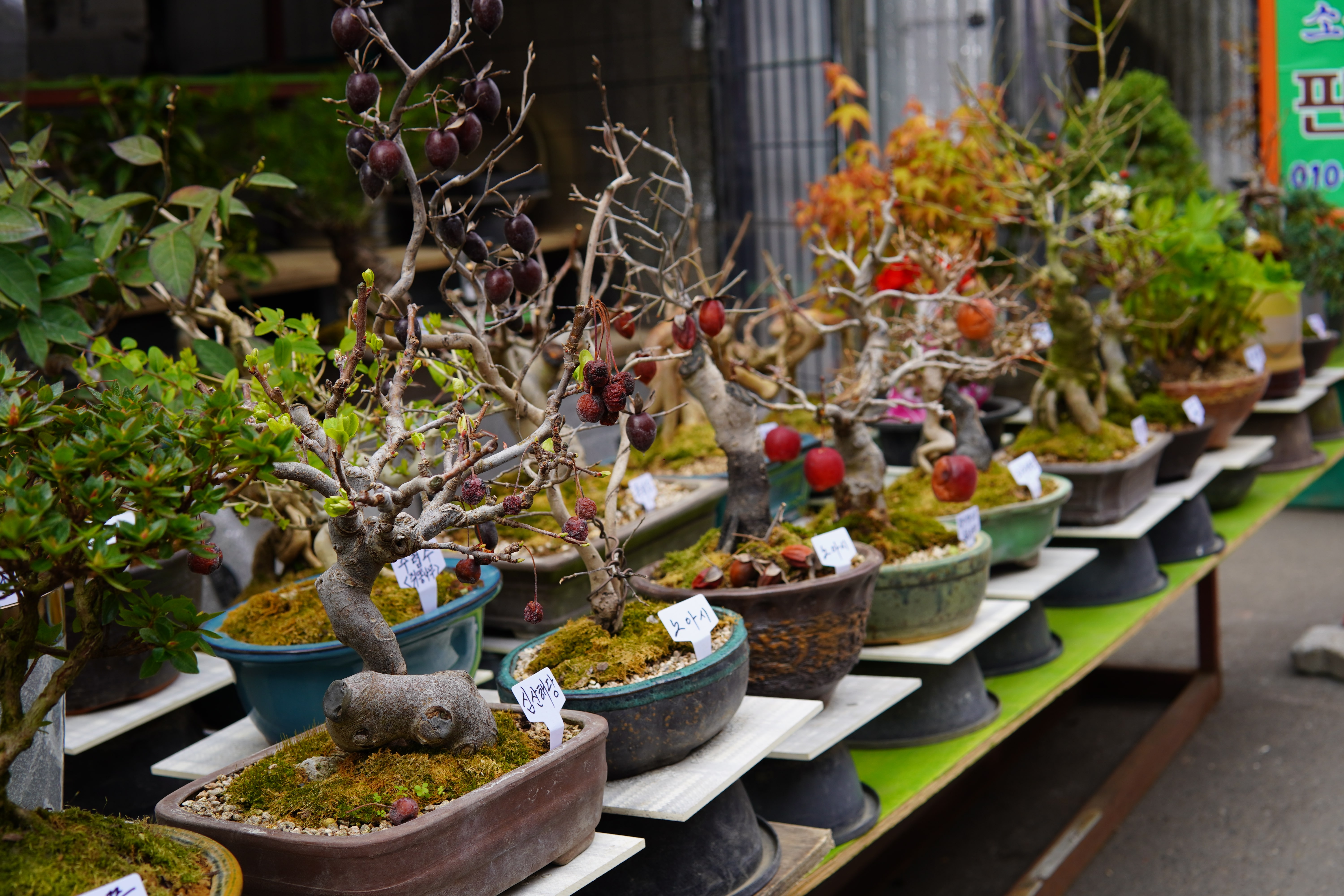 Bonsaibäume im Markt