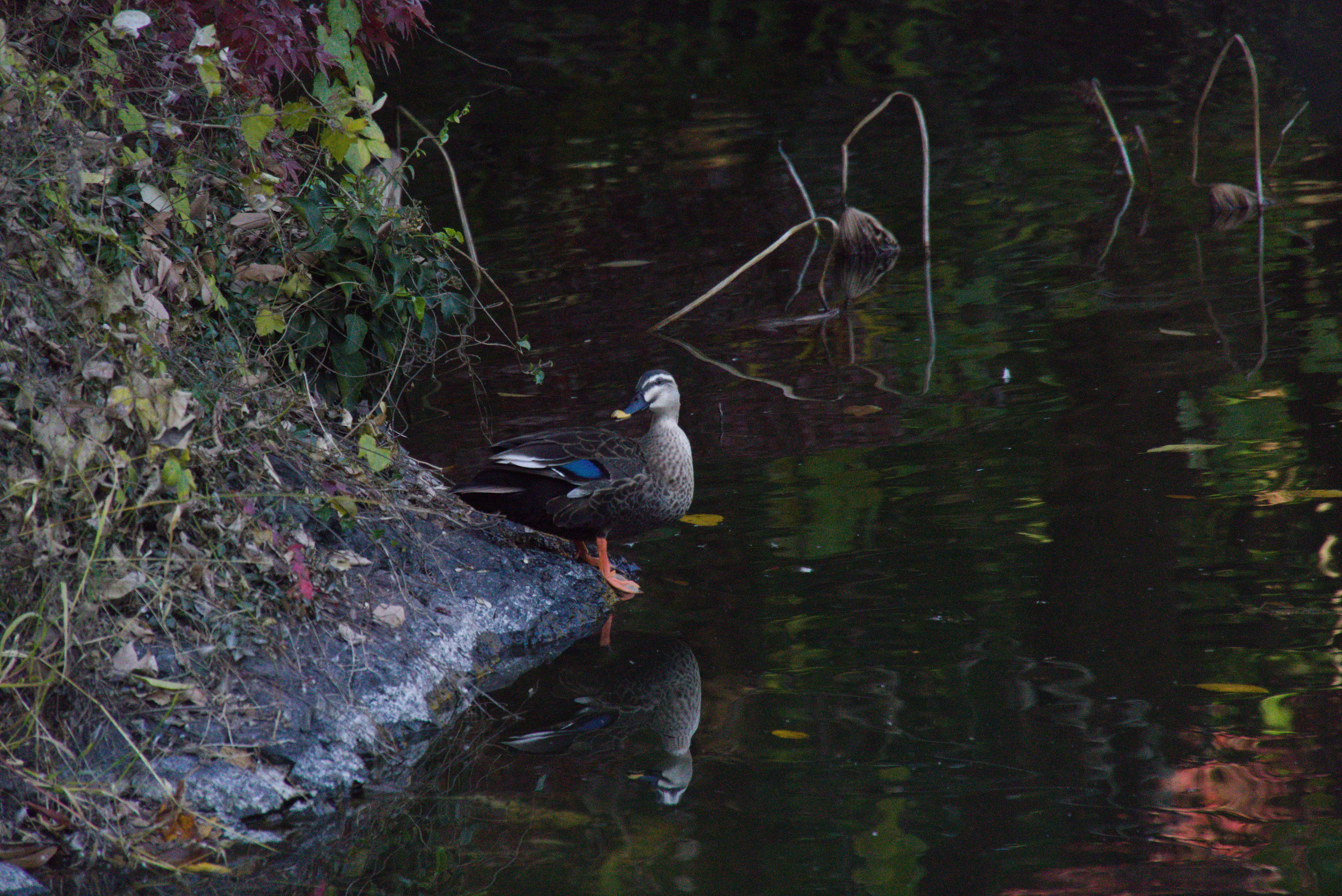Ente in Garten