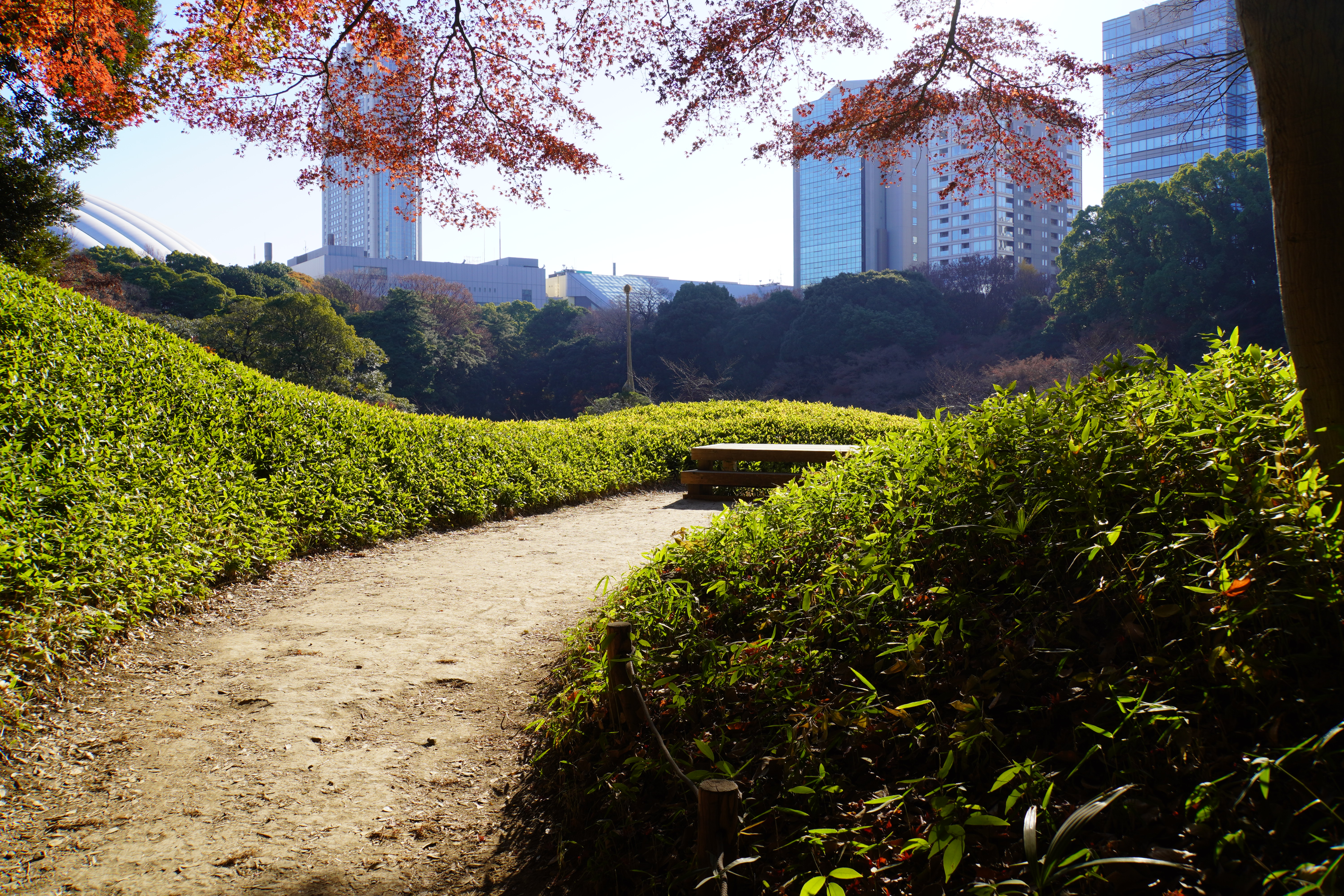 Bank in Park umgeben von Hochhäusern