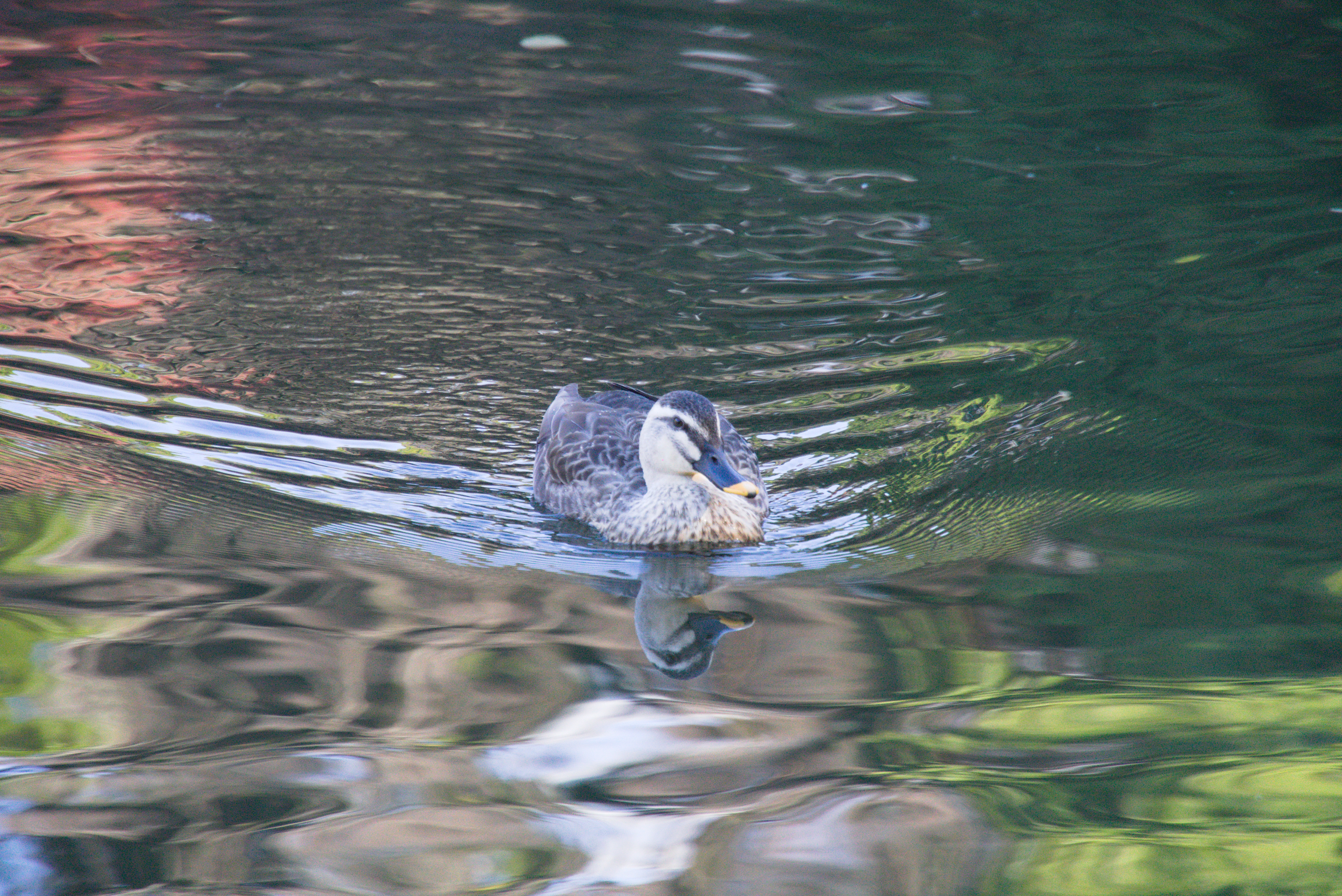 Ente in Garten