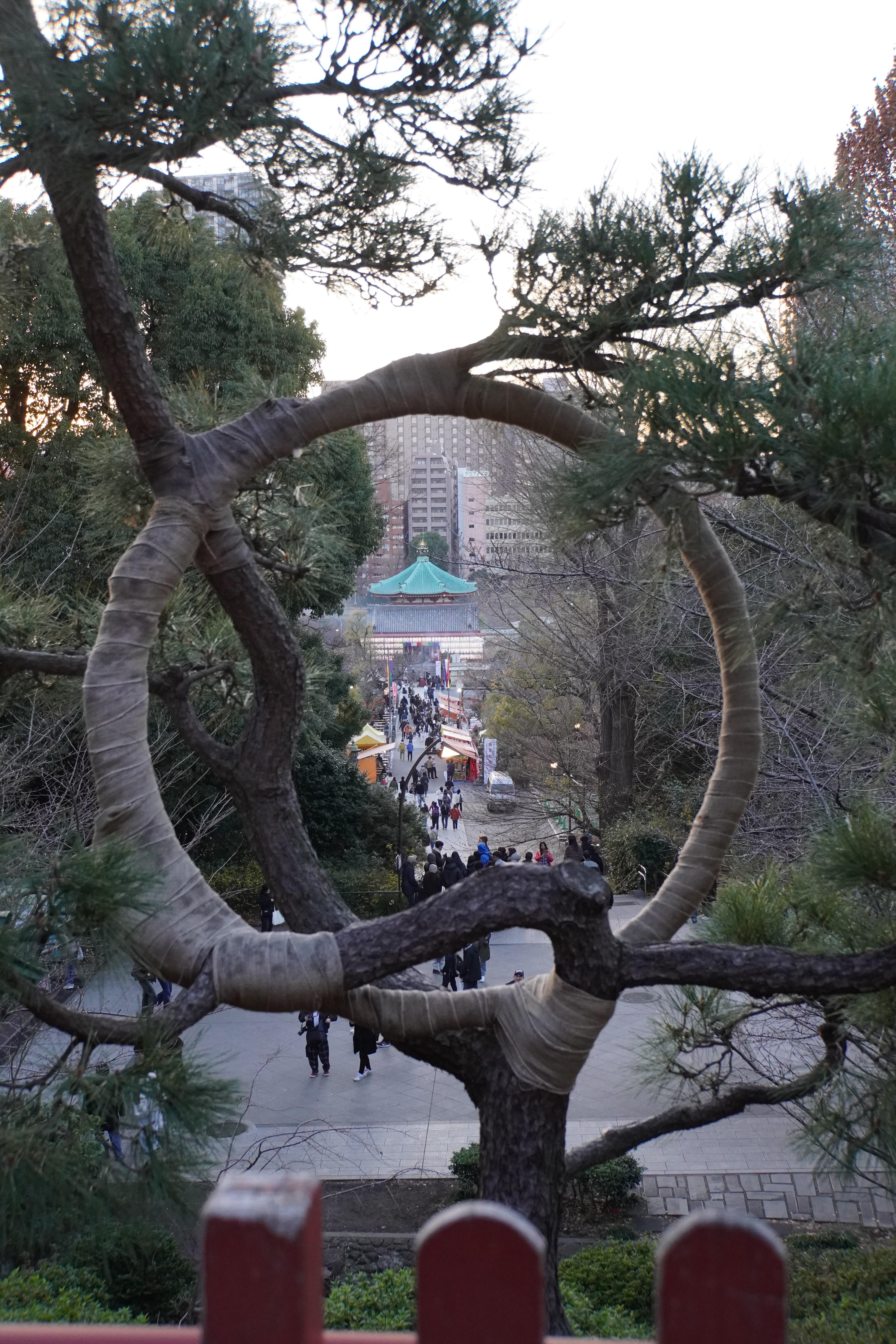 runder Baum mit Sicht auf Schrein