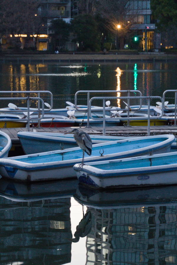 Kranich vor Hochhäusern