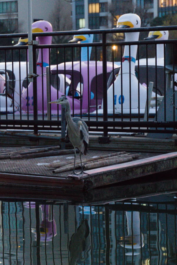 Kranich vor Entenbooten