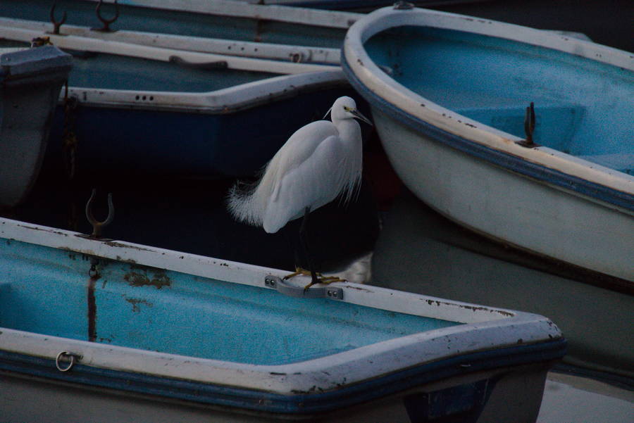 anderes Tier auf Booten