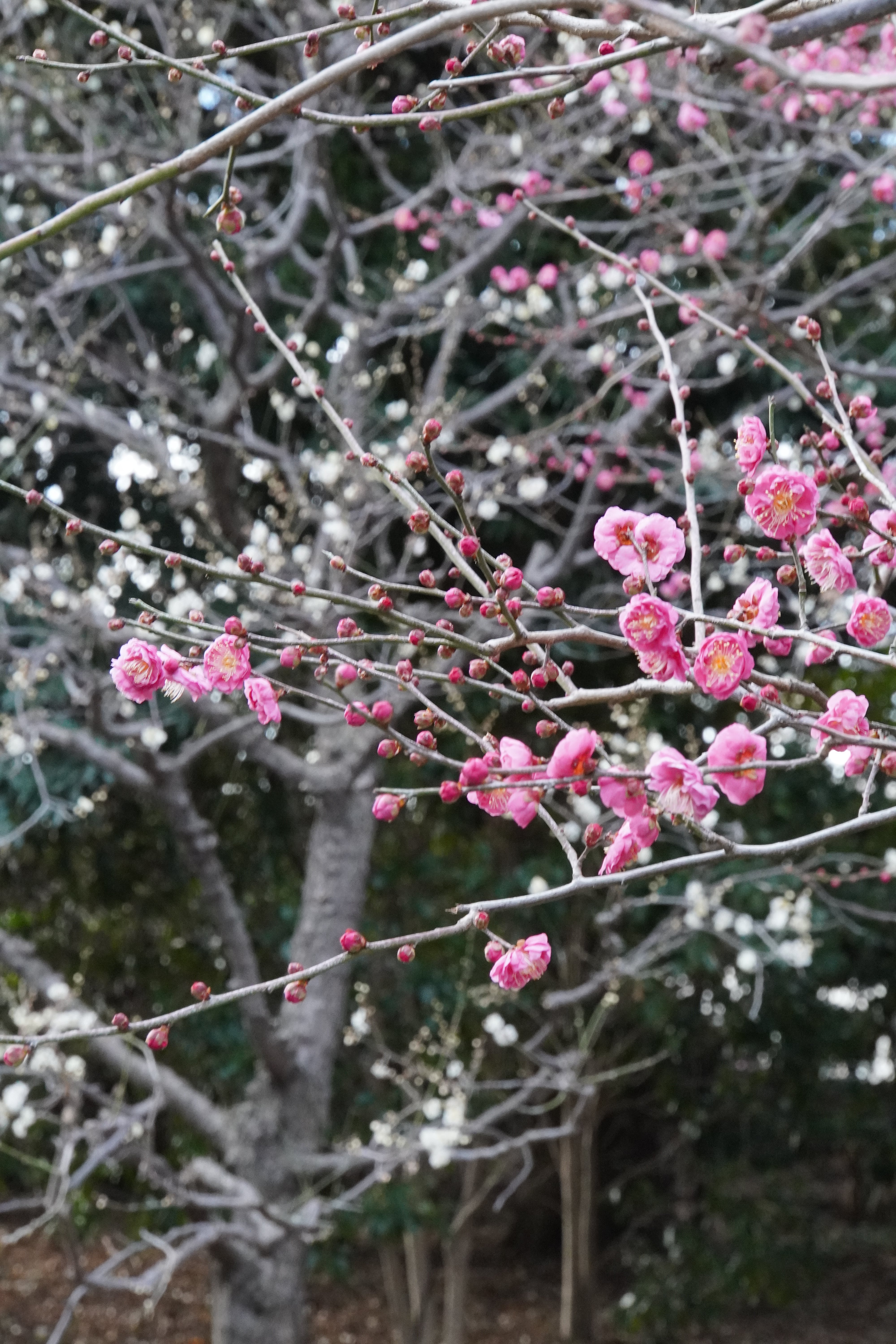 blühende Bäume im Winter